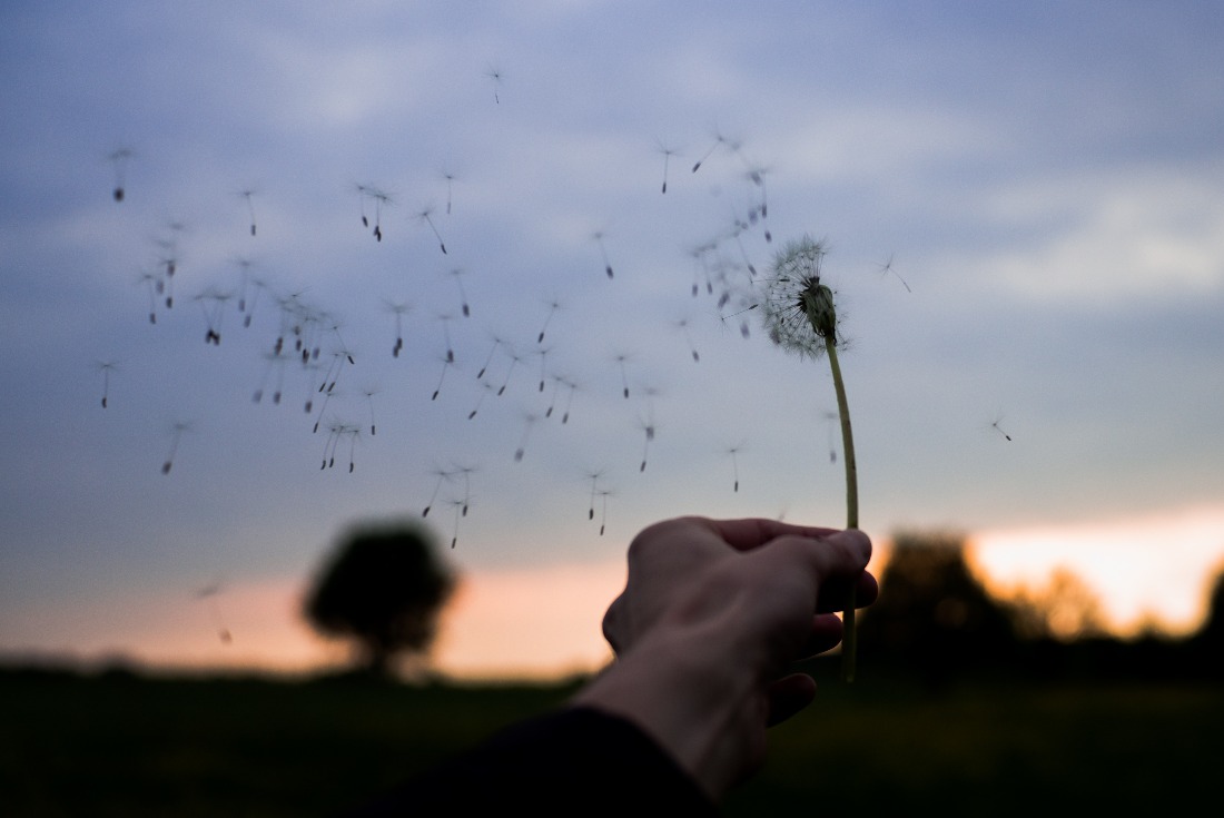 dandilion dandilion