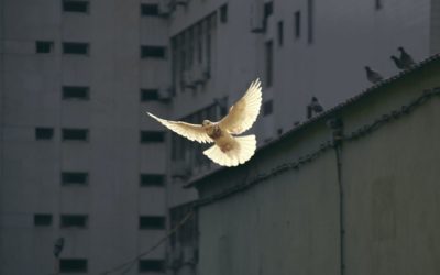 Der Frieden in uns und in der Welt: Was wir tun können.